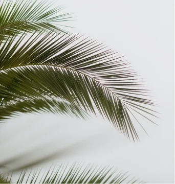 Image of palm leaves